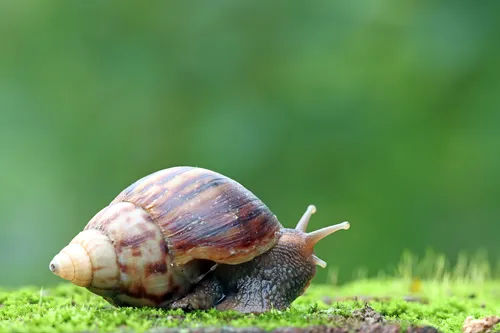Caracol Africano: Alerta de Doenças Graves e Como Evitar Riscos
