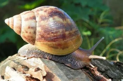 
					Caracol-gigante-africano pode transmitir doenças graves; veja como identificar e evitar riscos
				
				