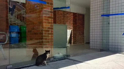 MPT exige UFPB impeça entrada de gatos em laboratórios e salas