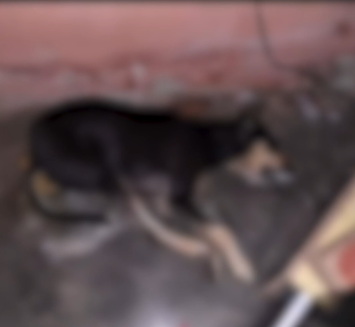 Teixeira registra mais de 200 mortes de cães e gatos com suspeita de envenenamento