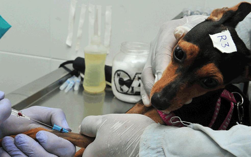 
					Programa oferece mais de 3 mil vagas para castração de cães e gatos em 16 cidades da Paraíba
				
				