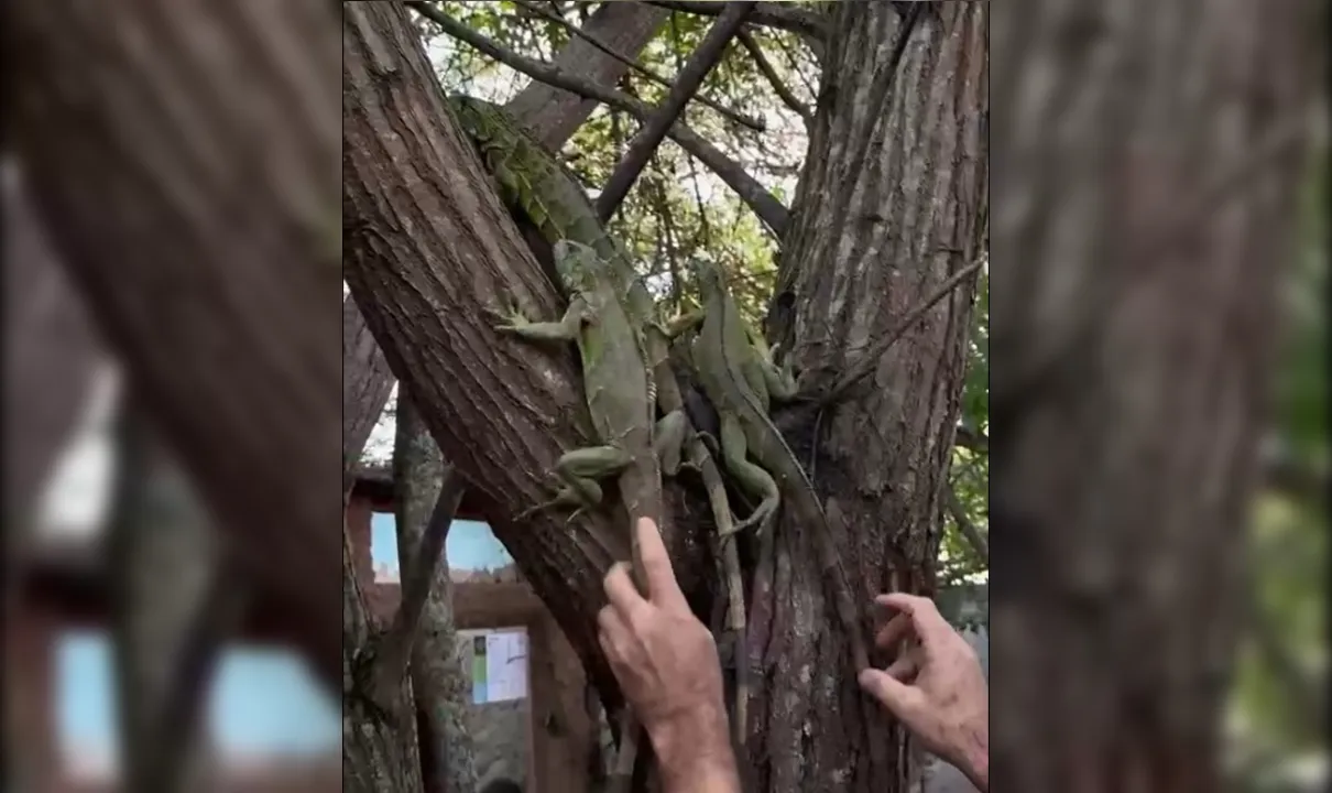 Após retirada de vegetação, mais de 40 iguanas são resgatadas em aréa urbana, em Campina Grande