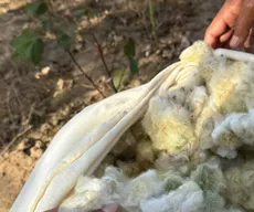 Algodão verde da Paraíba conquista mercado europeu e fortalece agricultura familiar