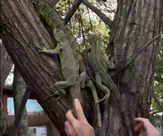 Após retirada de vegetação, mais de 40 iguanas são resgatadas em aréa urbana, em Campina Grande