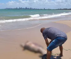 Golfinho é encontrado ferido e morto em praia de Cabedelo, na PB