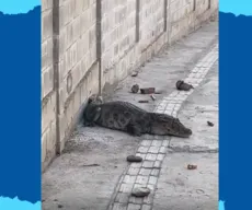 Jacaré é resgatado em calçada no bairro José Américo, em João Pessoa; VÍDEO