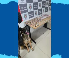 PM apreende drogas com auxílio de cão farejador em comunidade de Tambiá