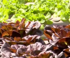 Produtores rurais usam hidroponia para cultivar frutas e hortaliças no semiárido da Paraíba