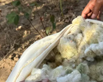 Algodão verde da Paraíba conquista mercado europeu e fortalece agricultura familiar