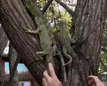 Após retirada de vegetação, mais de 40 iguanas são resgatadas em aréa urbana, em Campina Grande