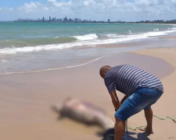 Golfinho é encontrado ferido e morto em praia de Cabedelo, na PB