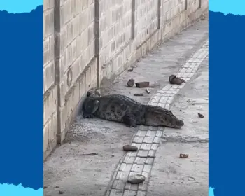 Jacaré é resgatado em calçada no bairro José Américo, em João Pessoa