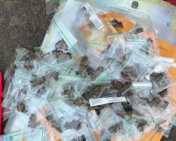 Operação cumpre mandados contra suspeitos de tráfico de drogas e lavagem de dinheiro, na Paraíba