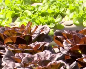 Produtores rurais usam hidroponia para cultivar frutas e hortaliças no semiárido da Paraíba