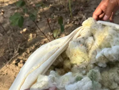 Algodão verde da Paraíba conquista mercado europeu e fortalece agricultura familiar