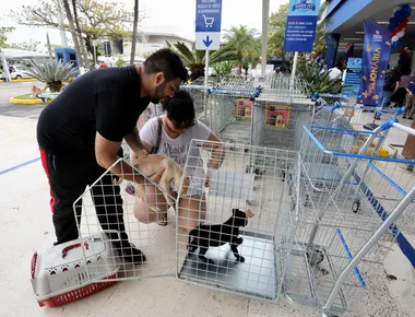 TJPB derruba lei que obriga supermercados de João Pessoa a adaptar carrinhos para pets