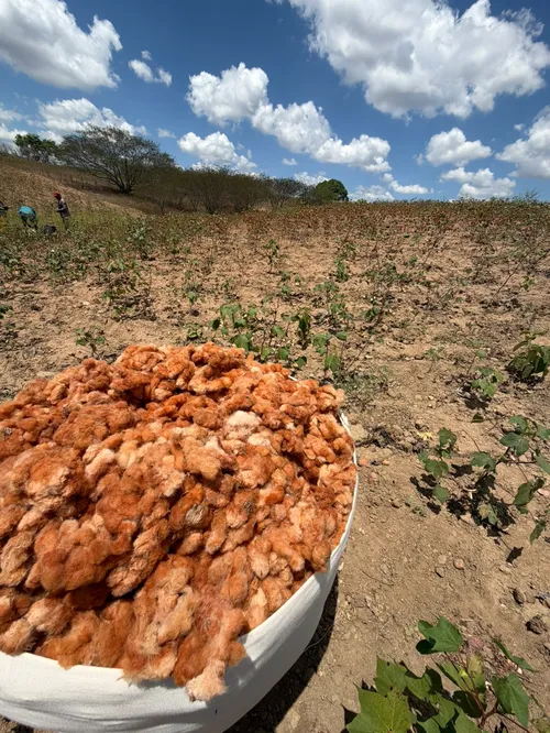 
					Algodão verde da Paraíba conquista mercado europeu e fortalece agricultura familiar
				
				