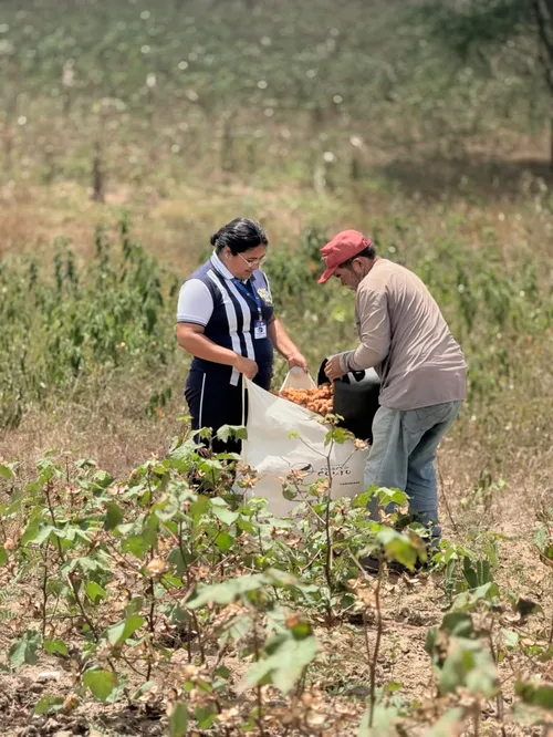 
					Algodão verde da Paraíba conquista mercado europeu e fortalece agricultura familiar
				
				