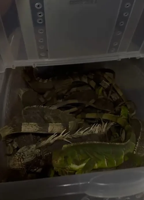 
					Após retirada de vegetação, mais de 40 iguanas são resgatadas em aréa urbana, em Campina Grande
				
				