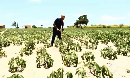 
					Costura, Mandioca e Algodão Verde: arranjos produtivos da Paraíba que servem de inspiração
				
				