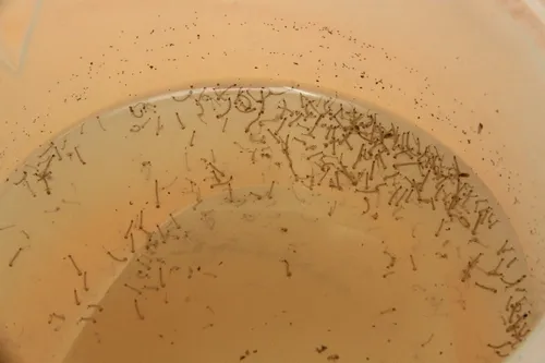 
					Paraíba registra 7,2 mil casos prováveis de dengue e 14 mortes em 2026
				
				