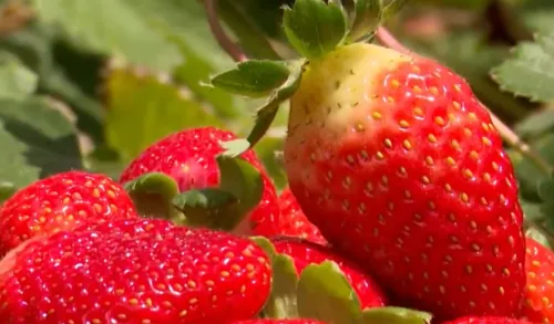 
					Produtores rurais usam hidroponia para cultivar frutas e hortaliças no semiárido da Paraíba
				
				