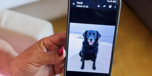 
					Teixeira registra mais de 200 mortes de cães e gatos com suspeita de envenenamento
				
				