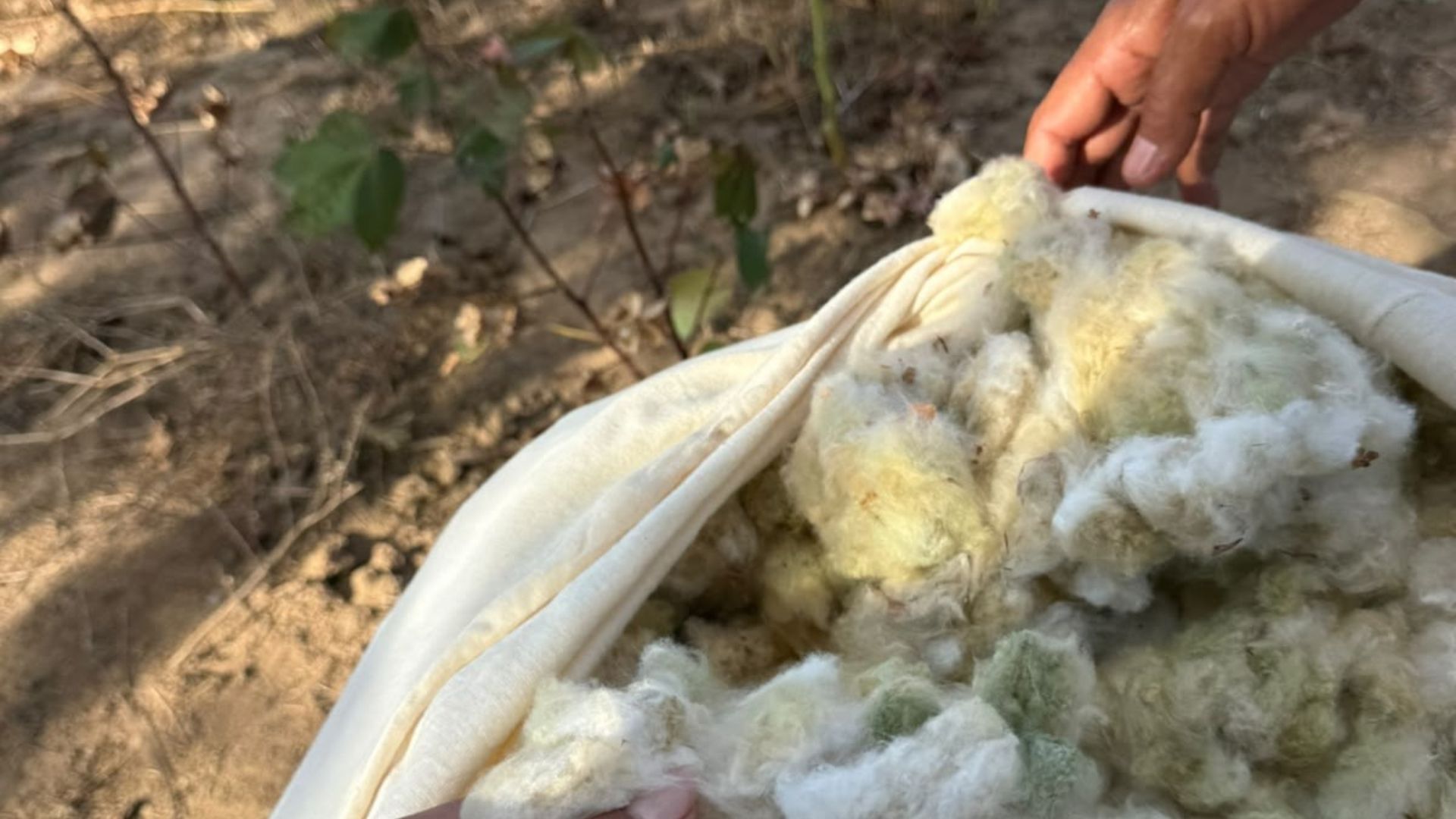 Algodão verde da Paraíba conquista mercado europeu e fortalece agricultura familiar