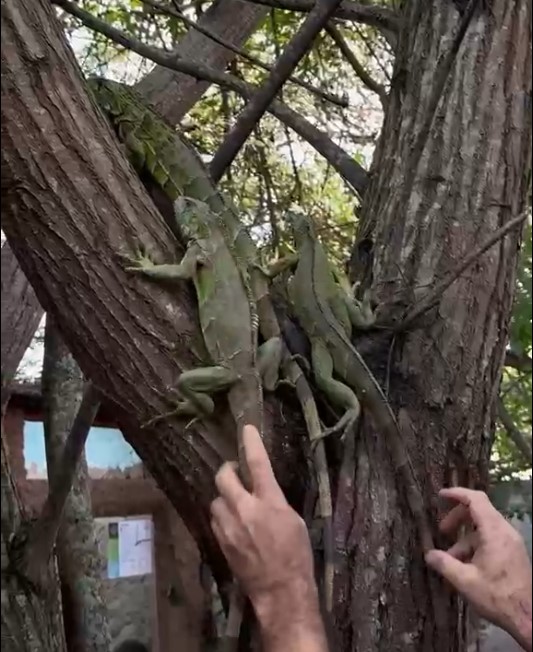 Após retirada de vegetação, mais de 40 iguanas são resgatadas em aréa urbana, em Campina Grande