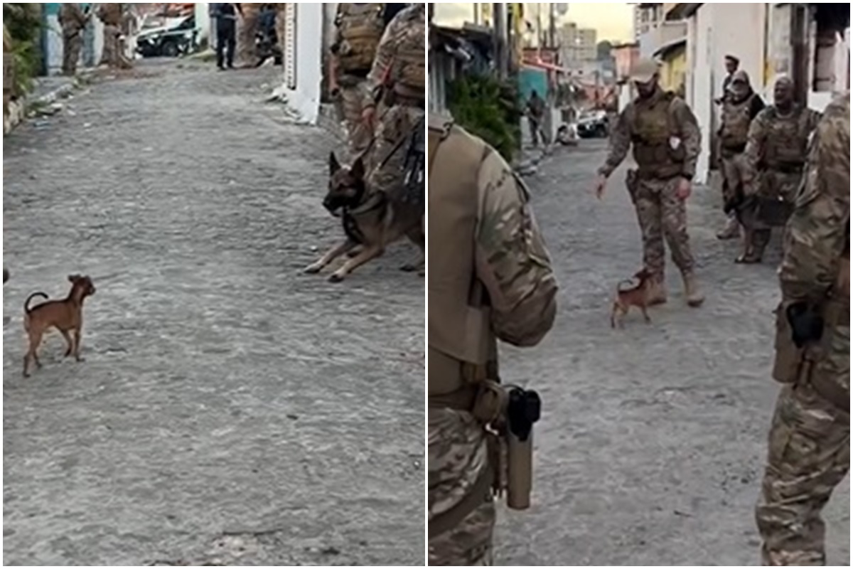 Cachorro de pequeno porte confronta polícia durante abordagem em João Pessoa
