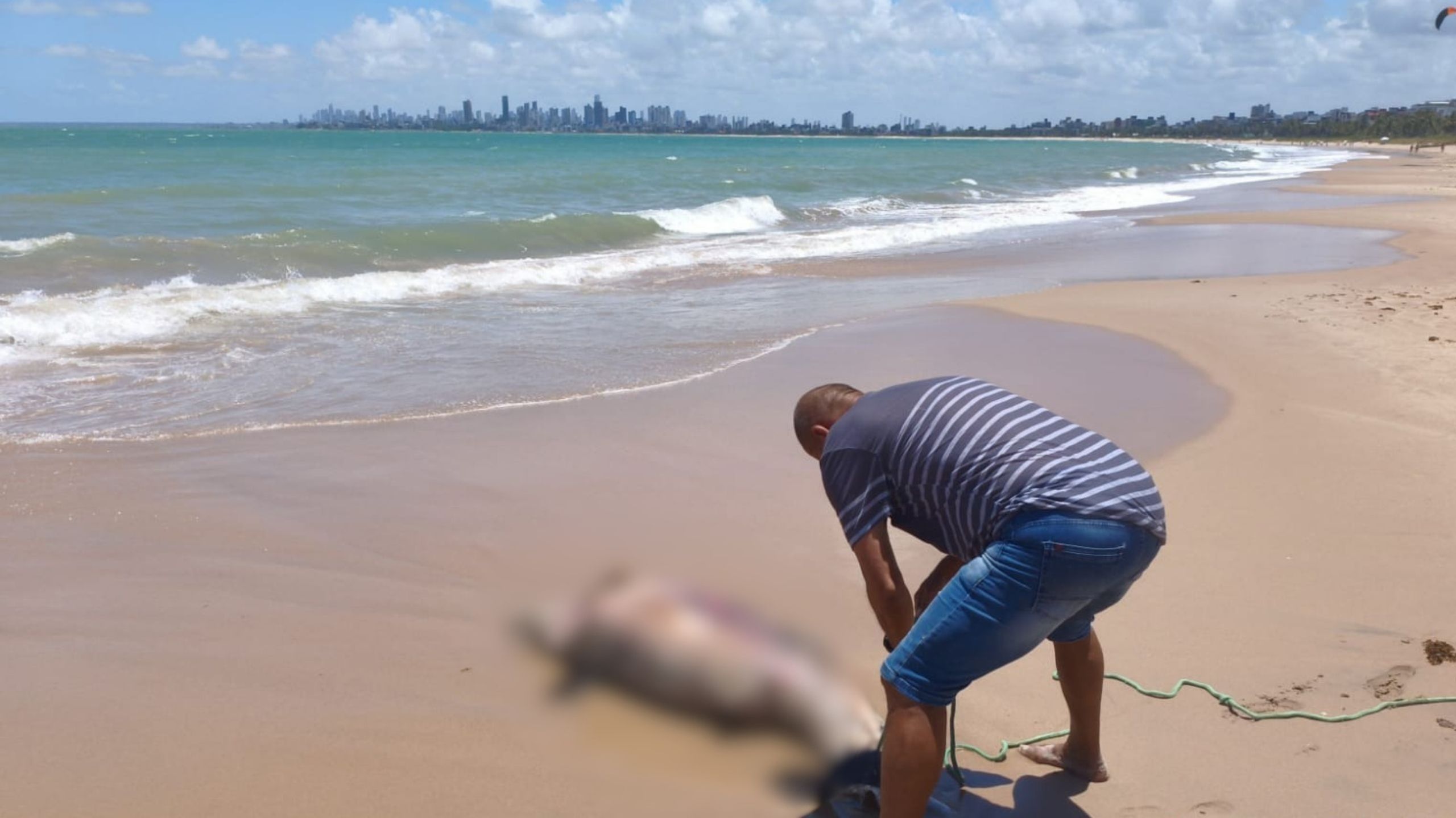 Golfinho é encontrado ferido e morto em praia de Cabedelo, na PB