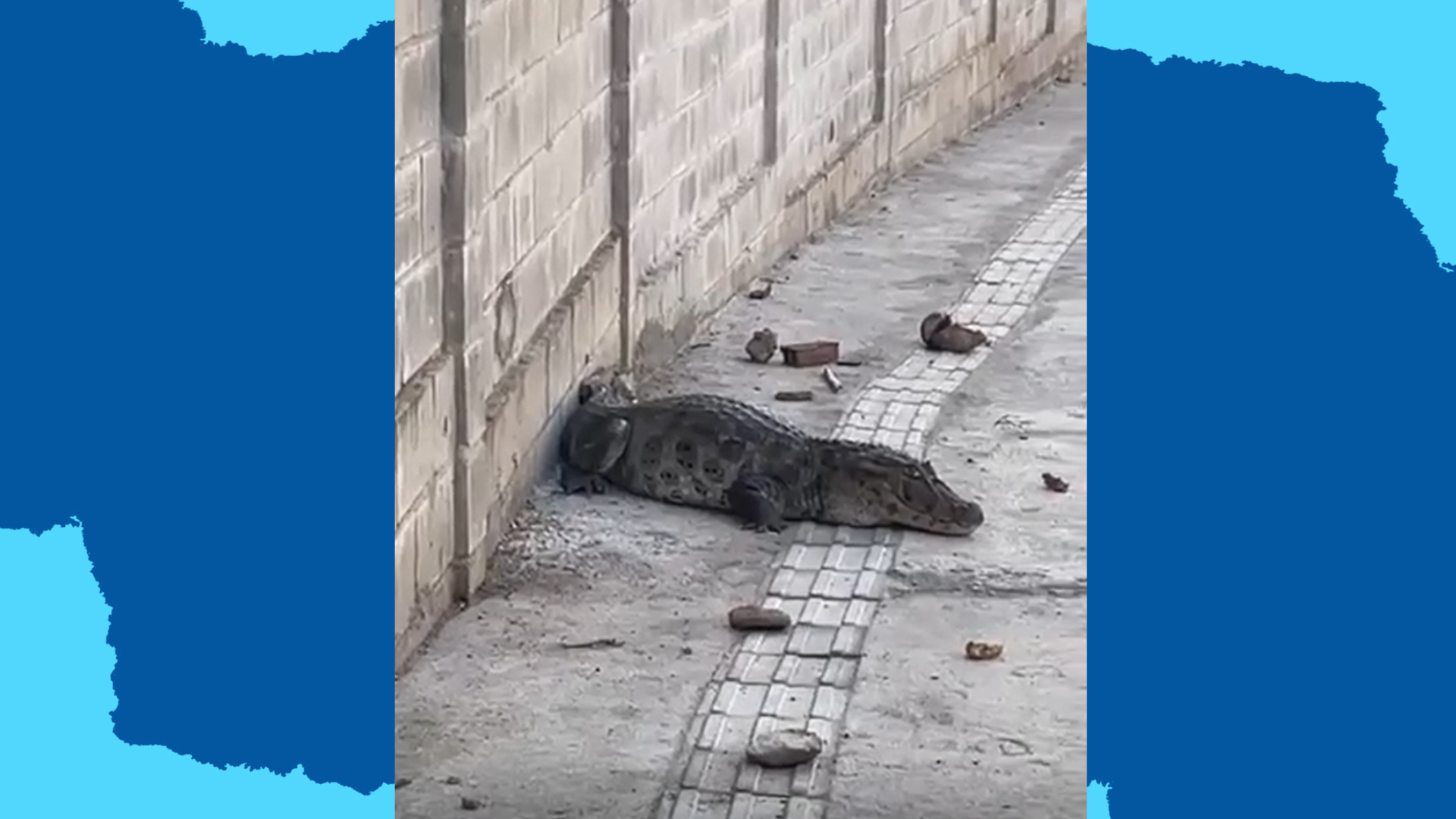 Jacaré é resgatado em calçada no bairro José Américo, em João Pessoa; VÍDEO