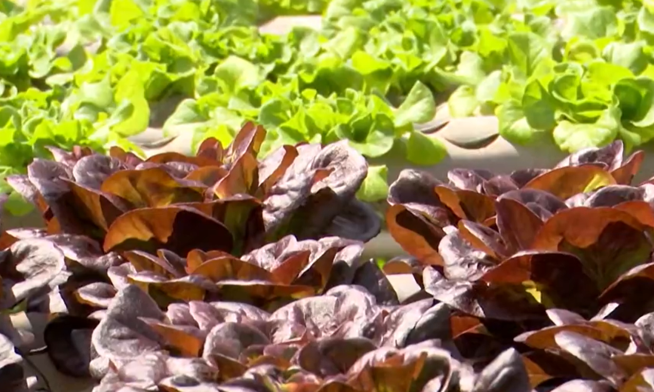 Produtores rurais usam hidroponia para cultivar frutas e hortaliças no semiárido da Paraíba