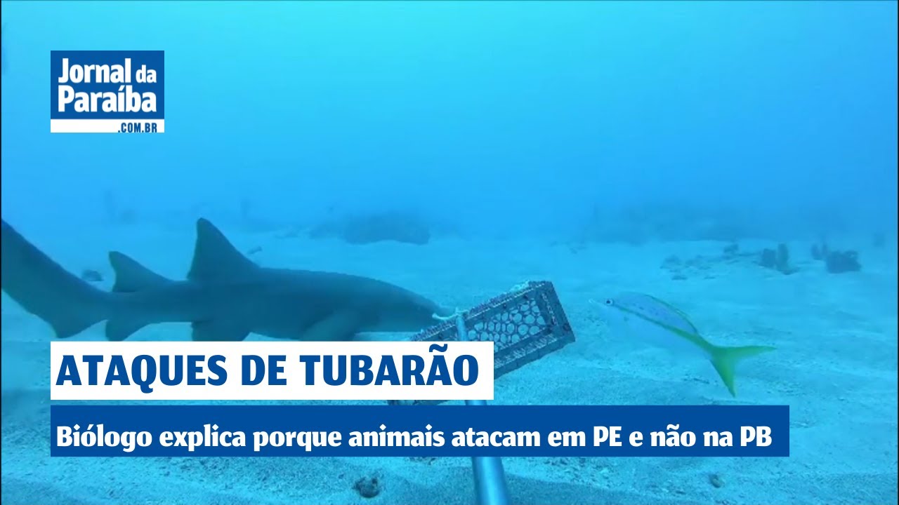 Quatro trechos de praia são considerados impróprios para banho na Paraíba; saiba quais