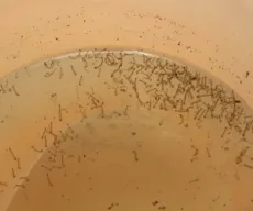 Fagundes é cidade da PB com pior índice de infestação de Aedes Aegypti