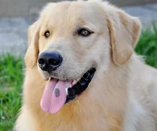 Cuidados com cães e gatos na época mais quente do ano