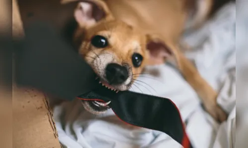 
				
					Fotógrafa cria perfil para cadela no Instagram e motiva adoção
				
				