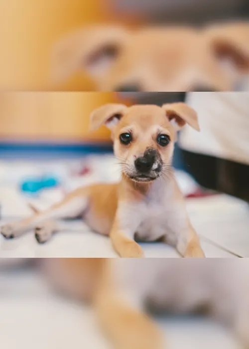 
                                        
                                            Fotógrafa cria perfil para cadela no Instagram e motiva adoção
                                        
                                        