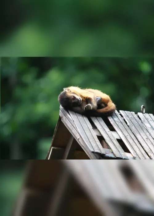 
                                        
                                            Parque Zoobotânico Arruda Câmara (Bica): lazer em contato com a natureza
                                        
                                        