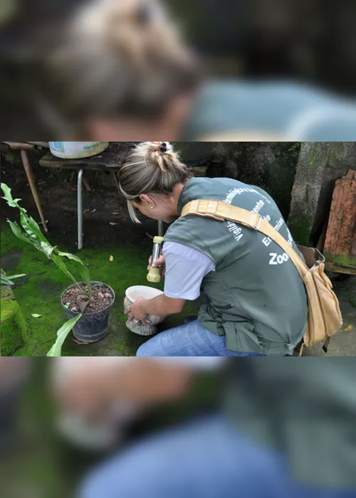 
                                        
                                            Três bairros concentram 11% de focos do mosquito da dengue em Campina Grande
                                        
                                        