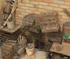 Polícia detém duas pessoas e apreende 72 aves silvestres mantidas em cativeiro
