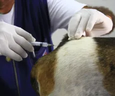 Campanha de Vacinação contra a Raiva Animal termina nesta sexta