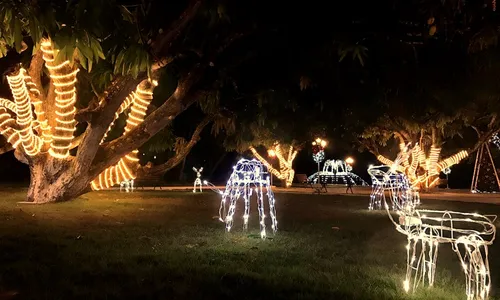 
                                        
                                            ‘Natal de Todos os Povos’ com 100 mil micro leds é aberta à visitação
                                        
                                        