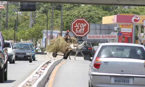 
                                        
                                            Bruno quer revisar lei de sua autoria que proíbe circulação de carroças em JP
                                        
                                        