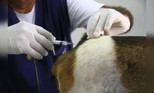 
				
					Campanha de Vacinação contra a Raiva Animal termina nesta sexta
				
				