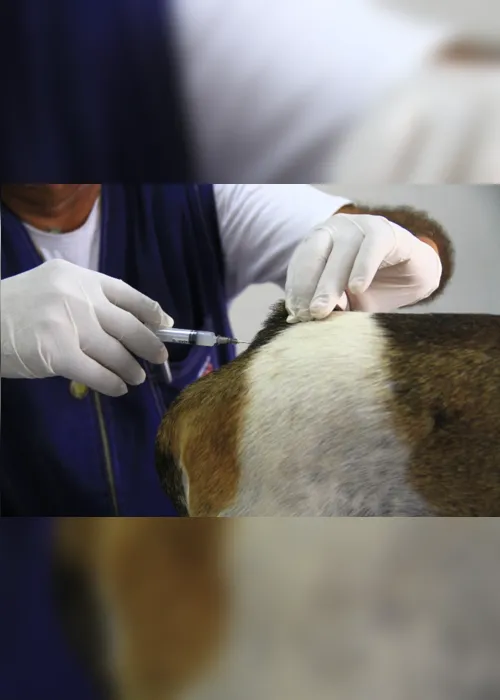 
                                        
                                            Campanha de Vacinação contra a Raiva Animal termina nesta sexta
                                        
                                        