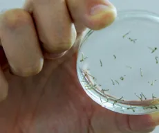 Risco de reprodução do mosquito Aedes aegypti é de apenas 1% em João Pessoa