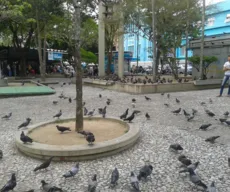 Lei vai multar quem alimentar pombos em ruas, praças e prédios públicos em CG