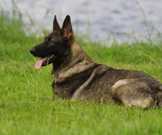 Saiba se você está preparado para ter um animal de estimação