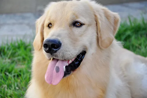 
				
					Censo canino mostra quais foram os nomes mais comuns de pets
				
				